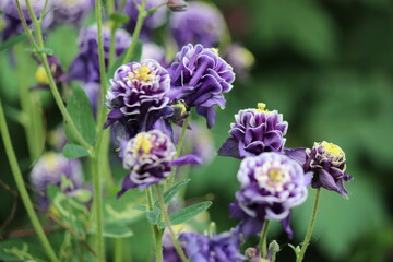 Purple Flowers