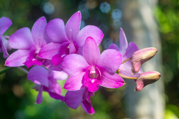 Fototapeta na wymiar Purple orchid flower is a beautiful in the garden.