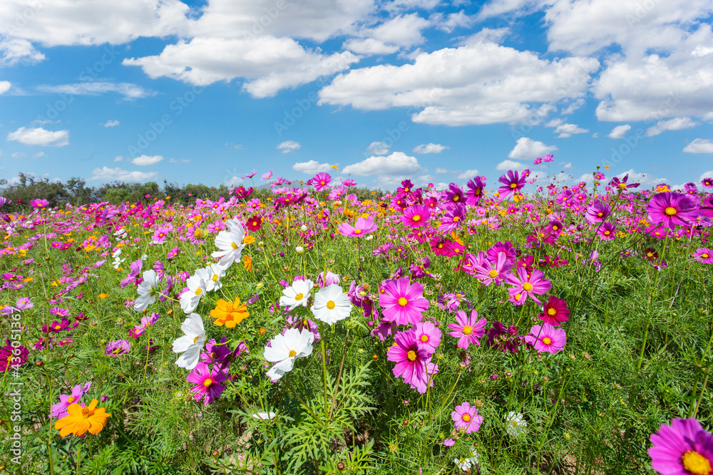Wall mural colorful cosmos blooming in the beautiful garden flowers on hill landscape mountain and summer.
