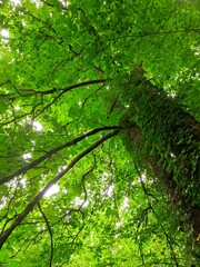 La lumière à travers un arbre