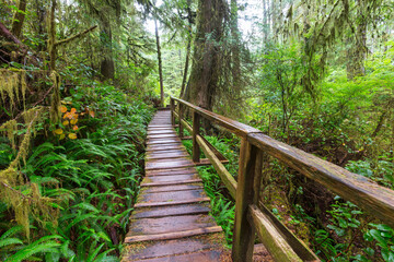 Boardwalk in the forest