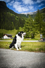 Naklejka na ściany i meble Portrait of border collie is sitting in austria nature near to glossglockner.