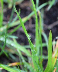dew on the grass