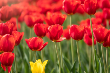 Colorful red tulips blossom in spring garden