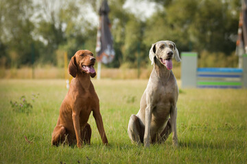 Dogs, weimaraners are sitting in grass. Amazing day on czech agility competition.