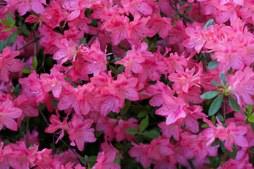 Full frame image of beautiful bright pink azalea or rhododendron shrub