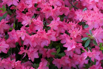 Wall murals Azalea Full frame image of beautiful bright pink azalea or rhododendron shrub