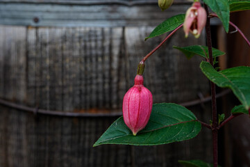 Upright fuchsia plant getting ready to bloom. Rustic wood barrel in the background.