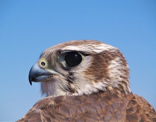 Closeup of Prairie Falcon (Falco mexicanus) at the Goshute Mountains, Nevada