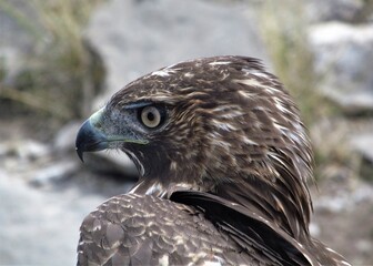 Closeup of a Juvenile Red-Tailed Hawk (Buteo Jamaicensis).