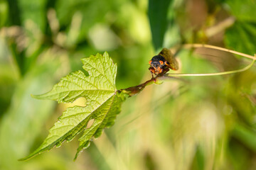 Brood-X Cicada sitting on wild grape vine in morning sun. Macro, Close up. Short Depth of Field
