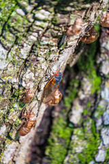 Brood-X Cicada sitting on the rough bark of tree. Macro. Close up. 