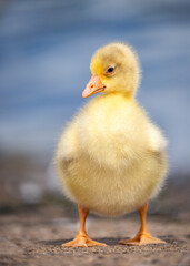 Beautiful cute fluffy yellow baby gosling chick isolated alone no people. Spring wild Canada goose fledgling fowl newborn looking up no other ducklings or goslings. Head and eyes in focus.