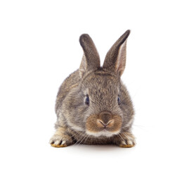 Little gray rabbit is lying.
