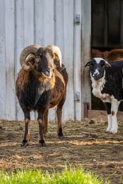Ein Schafsbock (Kamerunschaf) vor einem Stall in der Abendsonne