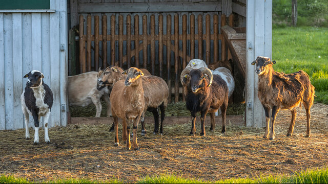 Eine kleine Herde Kamerunschafe vor einem Stall in der Abendsonne