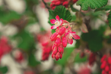 Makrofotografie von roten Blumen auf einem Baumstrauch