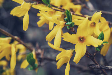 Makrofotografie von gelben Blumen auf einem Ast