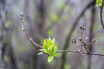 Spring green leaves on a branch with a blurred background.