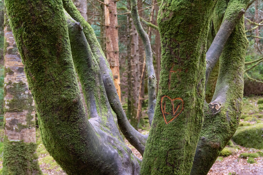 Trunk engraved with heart and initials in an Irish forest