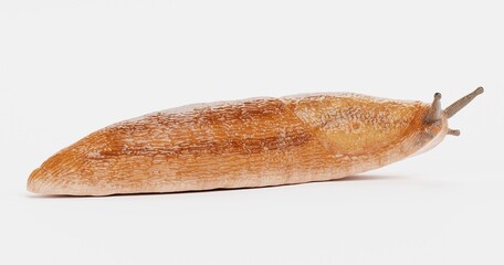 Realistic 3D Render of Dusky Arion - Slug