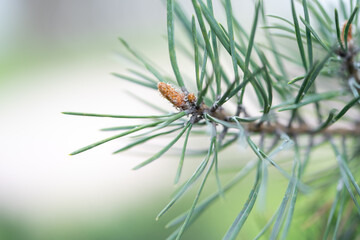 Branches with needles needles background