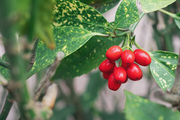 Makrofoto von roten Blumen auf einem Buschzweig.