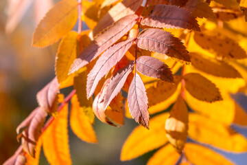 Rowan branches with yellow leaves in the autumn park.