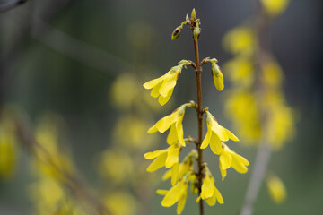 flowers on the tree yellow acacia