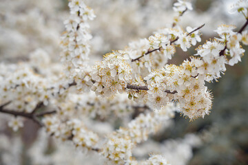 Fototapeta premium Makrofotografie von weißen Blumen auf einem Ast, Natural background. Flowers background. Beautiful neutral colors..