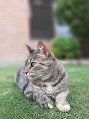 Hermosa gatita descansando en el césped. Fondo desenfocado con mirada hacia el costado. Imagen que evoca el pensamiento, el amor por la naturaleza.  No se persiguen reglas técnica, sino percepción per