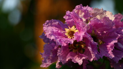 Closeup Queen's Flower or Inthanin flower in Thailand and Lagerstroemia speciosa (L.) Pers . Queen's crape myrtle, Pride of India, Jarul, Pyinma Lagerstroemia
 - obrazy, fototapety, plakaty