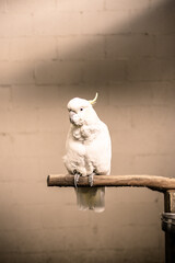 Yellow-Crested Cockatoo Bird
