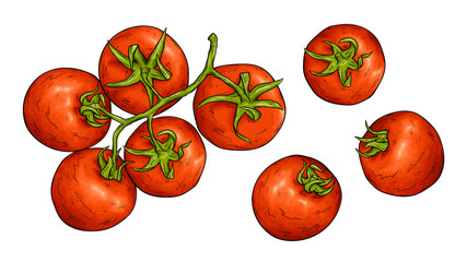 Tomato sketch vector illustration. Tomatoes harvest. Red cherry tomato from farmers market. Fresh organic vegetables.