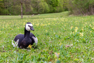 Gans in der Wiese