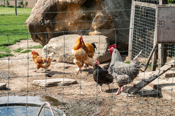 Chickens and roosters of different colors in a hen house on a home farm, selective focus. Chicken coop and domestic birds.