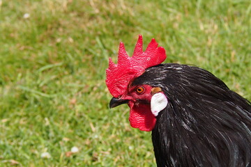 Domestic chicken, portrait rooster, Mecklenburg-Western Pomerania
