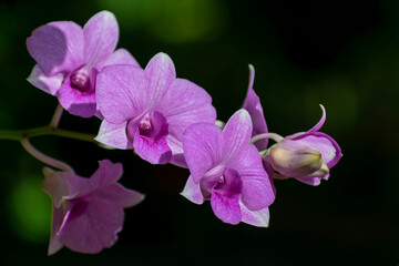 Purple orchid, Dendrobium orchid that blooms in black and light green background.