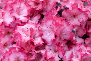 Gordijnen Vibrant pink azalea flowers texture background © andersphoto
