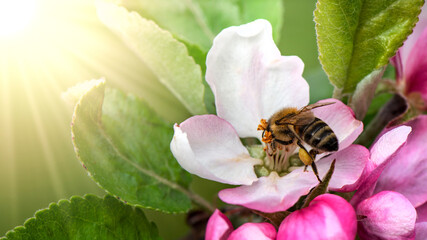 A bee collecting pollen from a apple tree flower on green background with sunshine.