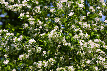 Numerous light pink flowers on the branches of a fruit tree. A beautiful and lush spring bloom. A cloud of inflorescences illuminated by the sun.