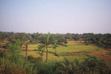 Green agricultural land captured from far with palm trees