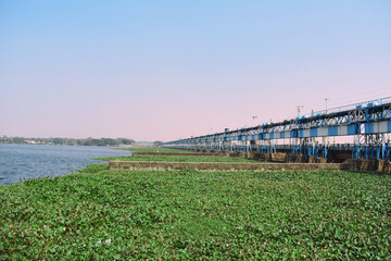 Durgapur barrage with green water plants floating over river - obrazy, fototapety, plakaty