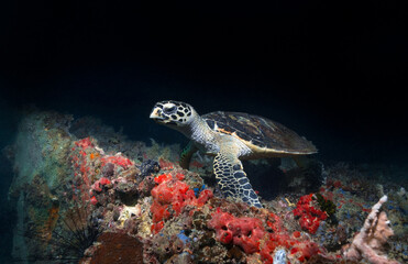 Sea Turtle with Black Background