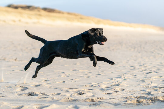 black labrador running on the beach jumping during sunset