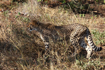 Gepard / Cheetah / Acinonyx jubatus.