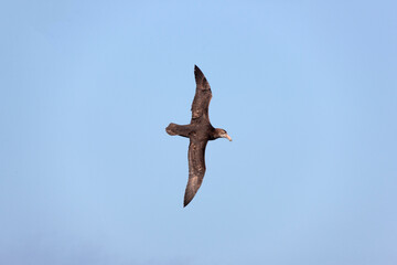 Falkland Islands. Albatross in flight close-up on a sunny winter day