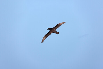 Falkland Islands. Albatross in flight close-up on a sunny winter day