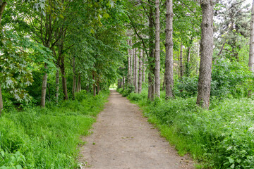 Fototapeta premium Parc Départemental des Lilas, Vitry sur Seine , 94, Val de Marne