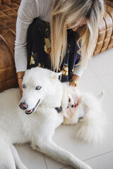 Blonde female stroking her white swiss shepherd and Maltese dog